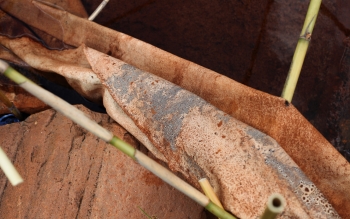 Peau de l'eau, in situ