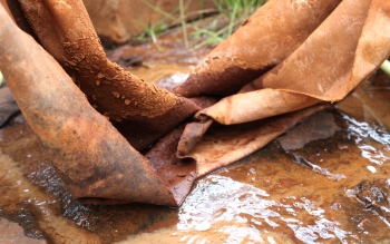 Peau de l'eau, in situ